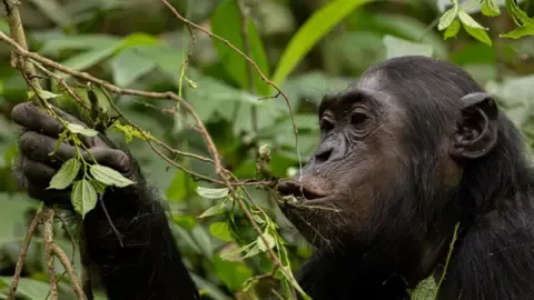 Wild Chimps Consuming the Equivalent of a Beer Per Day from Overripe Fruit, Research Shows
